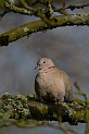 Collared dove - A